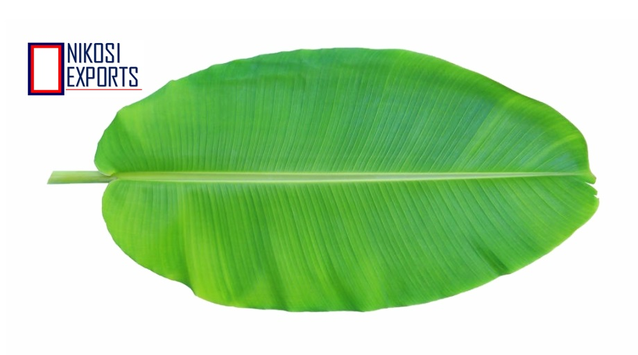 Banana Leaf - Large Flexible Green Leaf, Waterproof And Decorative | Ideal For Cooking, Wrapping, And Ceremonial Use, 3 Weeks Shelf Life