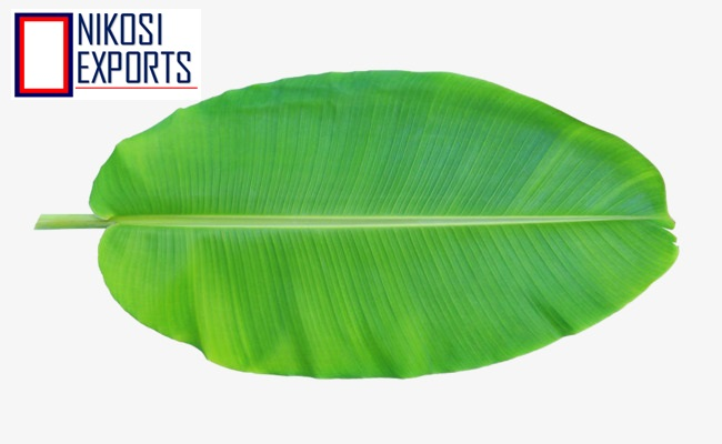 Banana Leaf - Large Flexible Green Leaf, Waterproof And Decorative | Ideal For Cooking, Wrapping, And Ceremonial Use, 3 Weeks Shelf Life