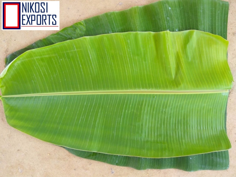 Banana Leaf - Large Flexible Green Leaf, Waterproof And Decorative | Ideal For Cooking, Wrapping, And Ceremonial Use, 3 Weeks Shelf Life