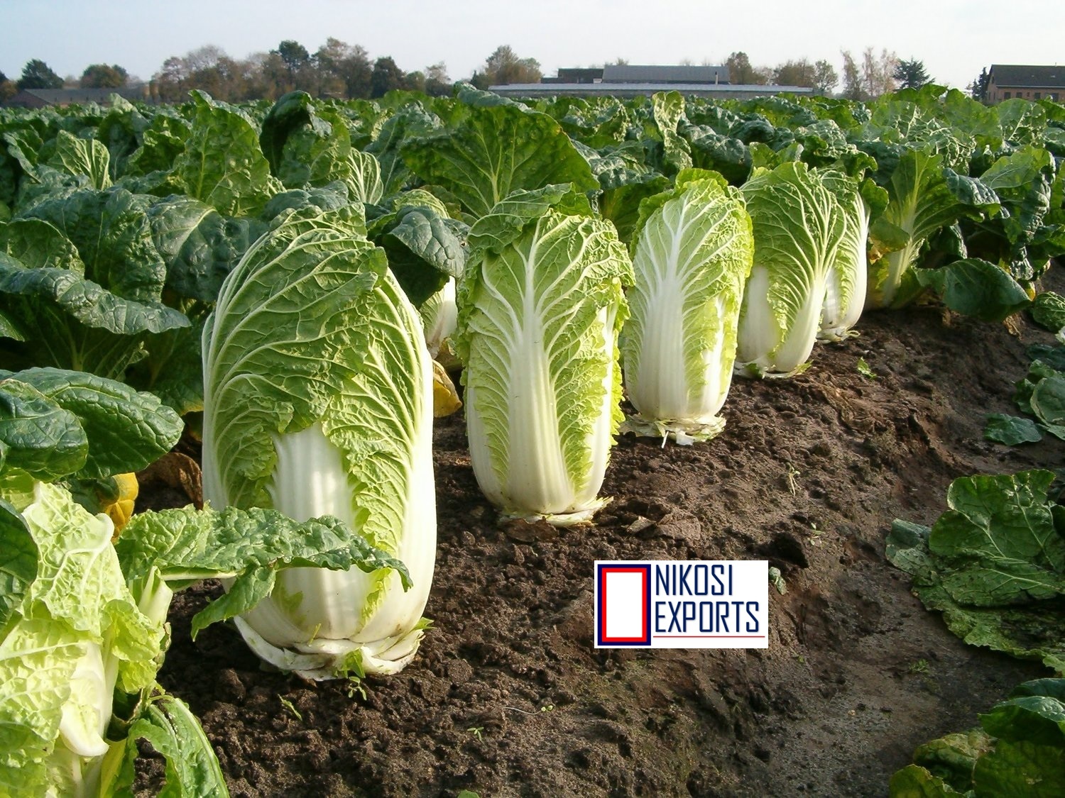 Green Napa Cabbage Shelf Life: 3 Week