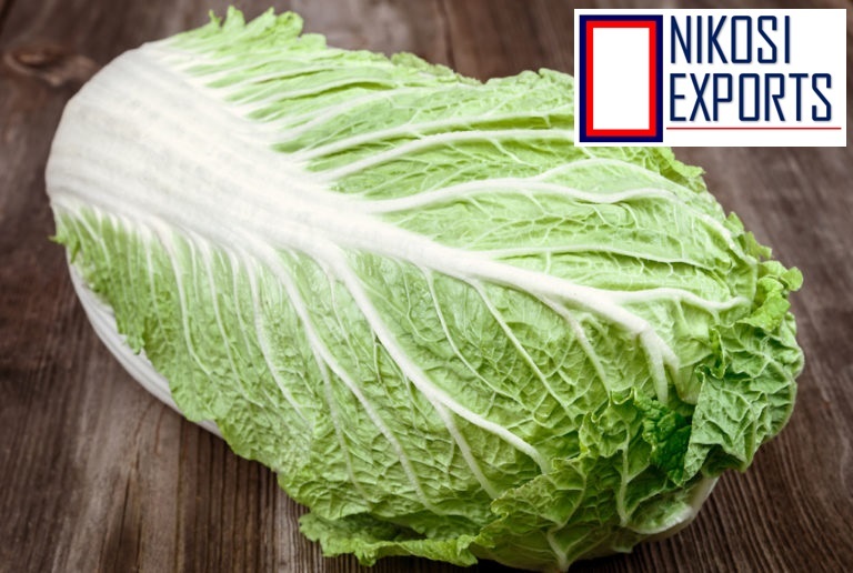 Green Napa Cabbage Shelf Life: 3 Week