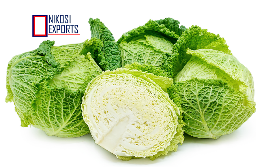 Green Savoy Cabbage Shelf Life: 3 Week