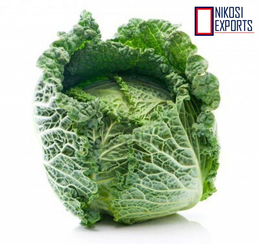 Green Savoy Cabbage Shelf Life: 3 Week