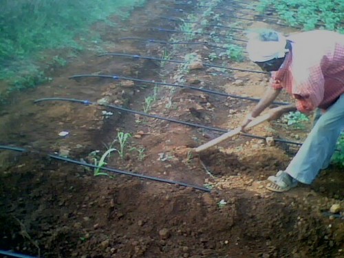 "D" इनलाइन लेटरल