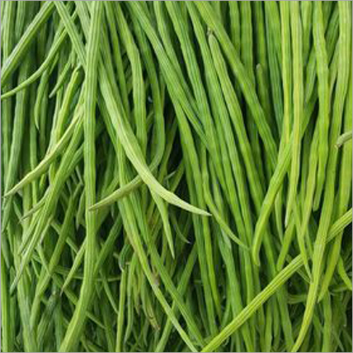 Fresh Drumstick - 10-20 cm Length, Green Color | Delicious, Fresh, Nutritious, Organic, Versatile for Stir-Fries and Curries