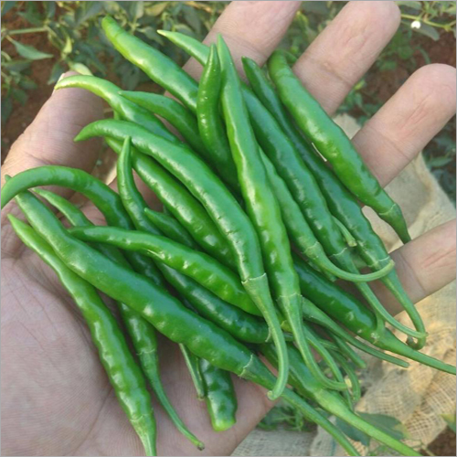 Fresh Green Chilli - Small Long & Thin, Firm Texture with Spicy Flavor