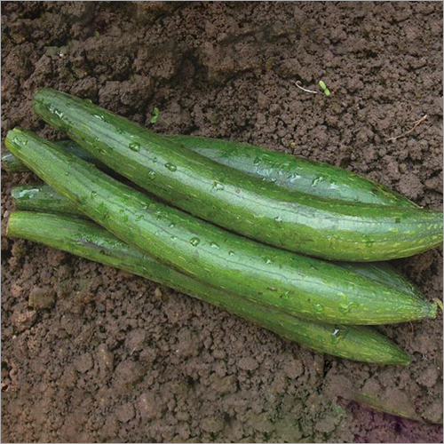 Fresh Turai