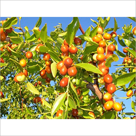 Zizuphus Mauritiana Shelf Life: 1 Years