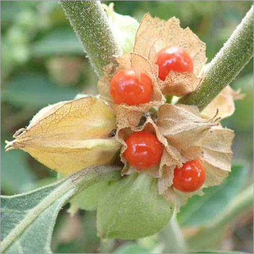 Withania Somnifera - Dried Flowers | 1 Year Shelf Life, Herbal Stress Relief