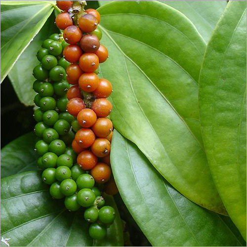 पाइपर निग्राम