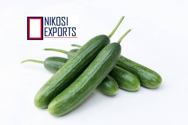 Fresh Cucumber - 10 Kg Carton, A Grade Green Quality, High Maturity 85%, 2 Week Shelf Life