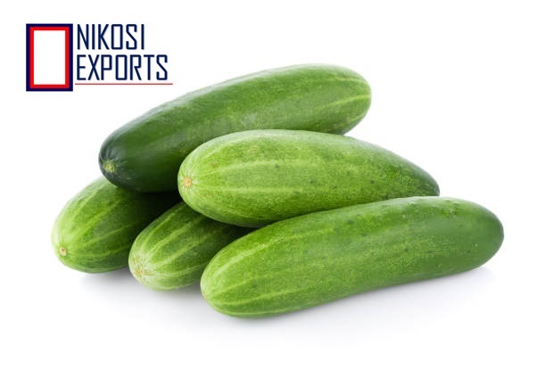 Fresh Cucumber - 10 Kg Carton, A Grade Green Quality, High Maturity 85%, 2 Week Shelf Life