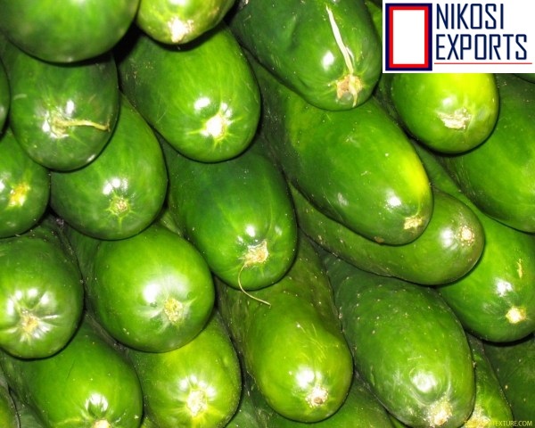 Fresh Cucumber - 10 Kg Carton, A Grade Green Quality, High Maturity 85%, 2 Week Shelf Life