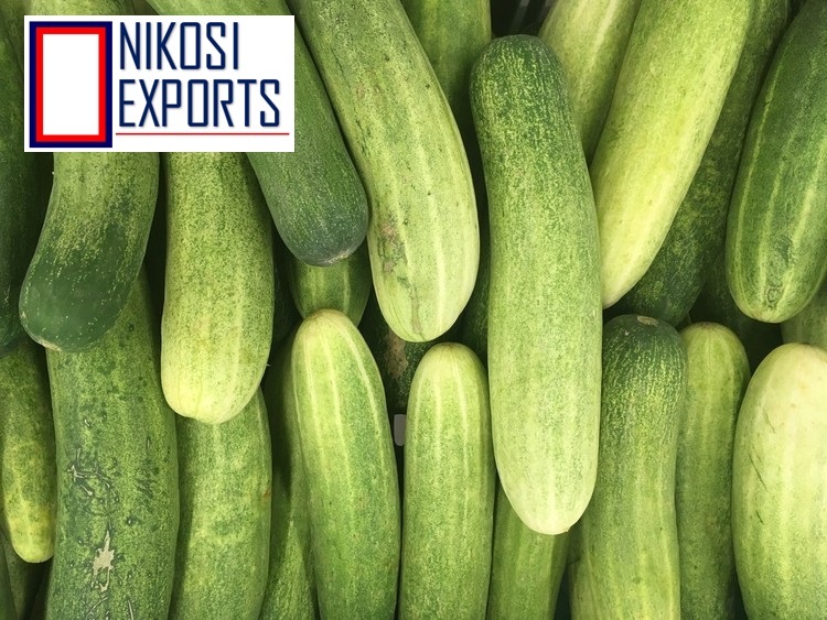 Green European Cucumber