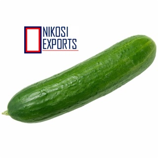 Green European Cucumber