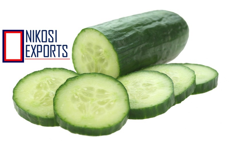 Green European Cucumber
