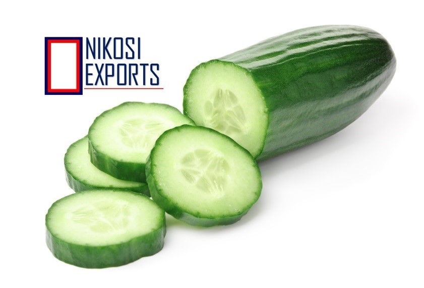 Fresh Organic European Cucumber - A Grade Quality, 25/50/100 Kg Pack, Green Color, 85% Maturity, 2 Week Shelf Life, Low Calorie