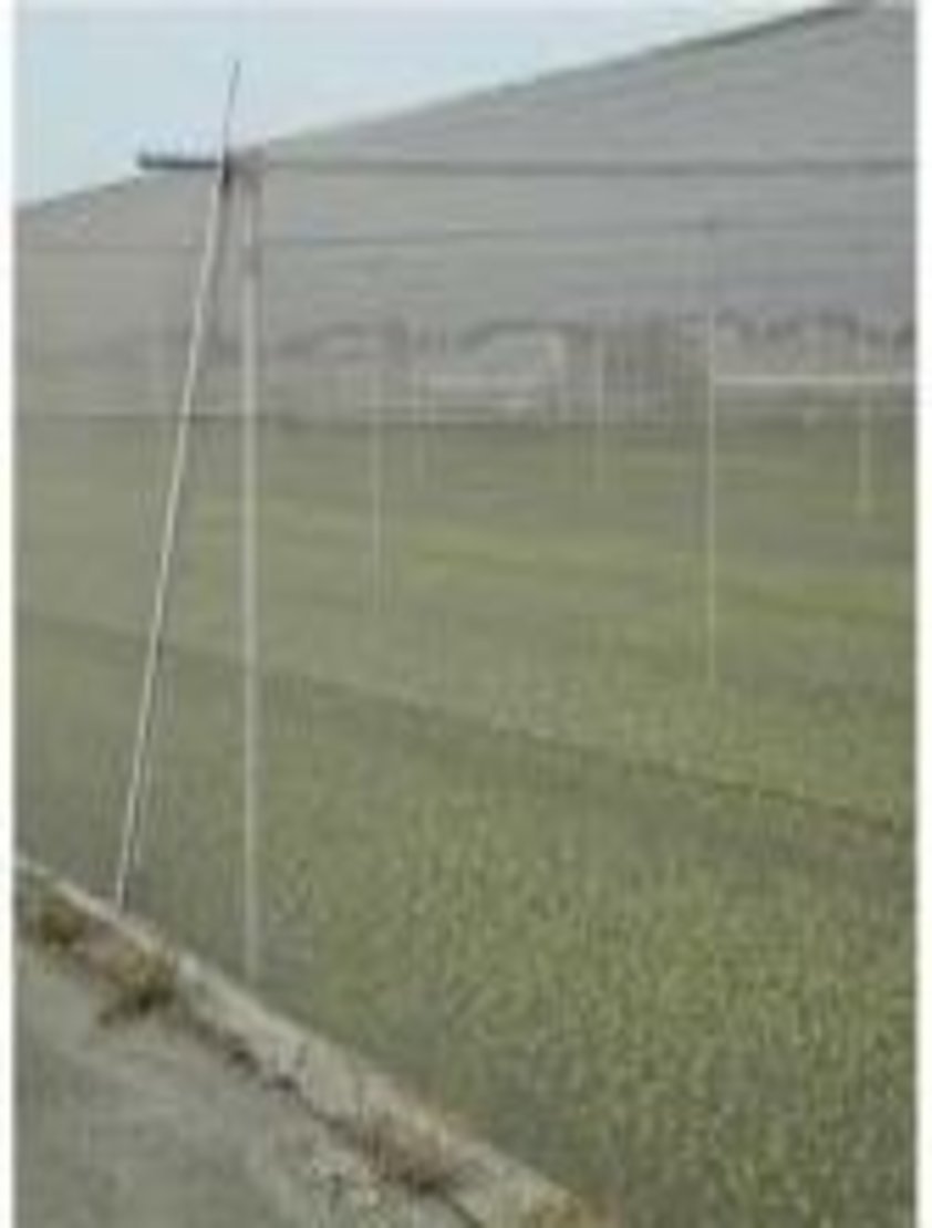 Anti Insect Net - Polyethylene, Customizable Dimensions, White | Lightweight, Durable, High Toughness, Insect Protection, Uv Resistant, Wind Resistant