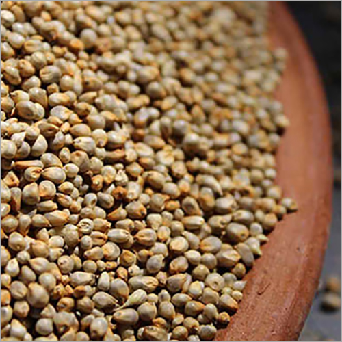 Common Pearl Millet
