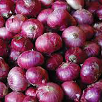 लाल प्याज