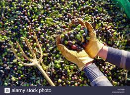 Fruit Picking Gloves