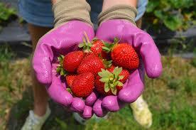 Fruit Picking Gloves