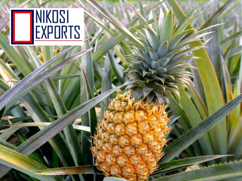 Fresh Pineapple - A Grade Quality, 20 Kg Gunny Bag | Yellow Juicy Flesh, 90% Maturity, 2 Week Shelf Life