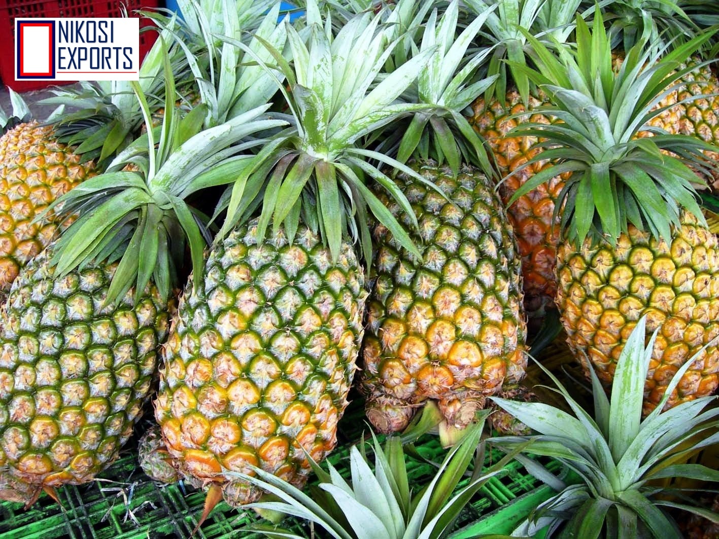 Yellow Queen Pineapple