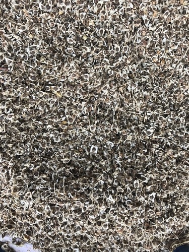 पंखों के साथ जैविक मोरिंगा बीज