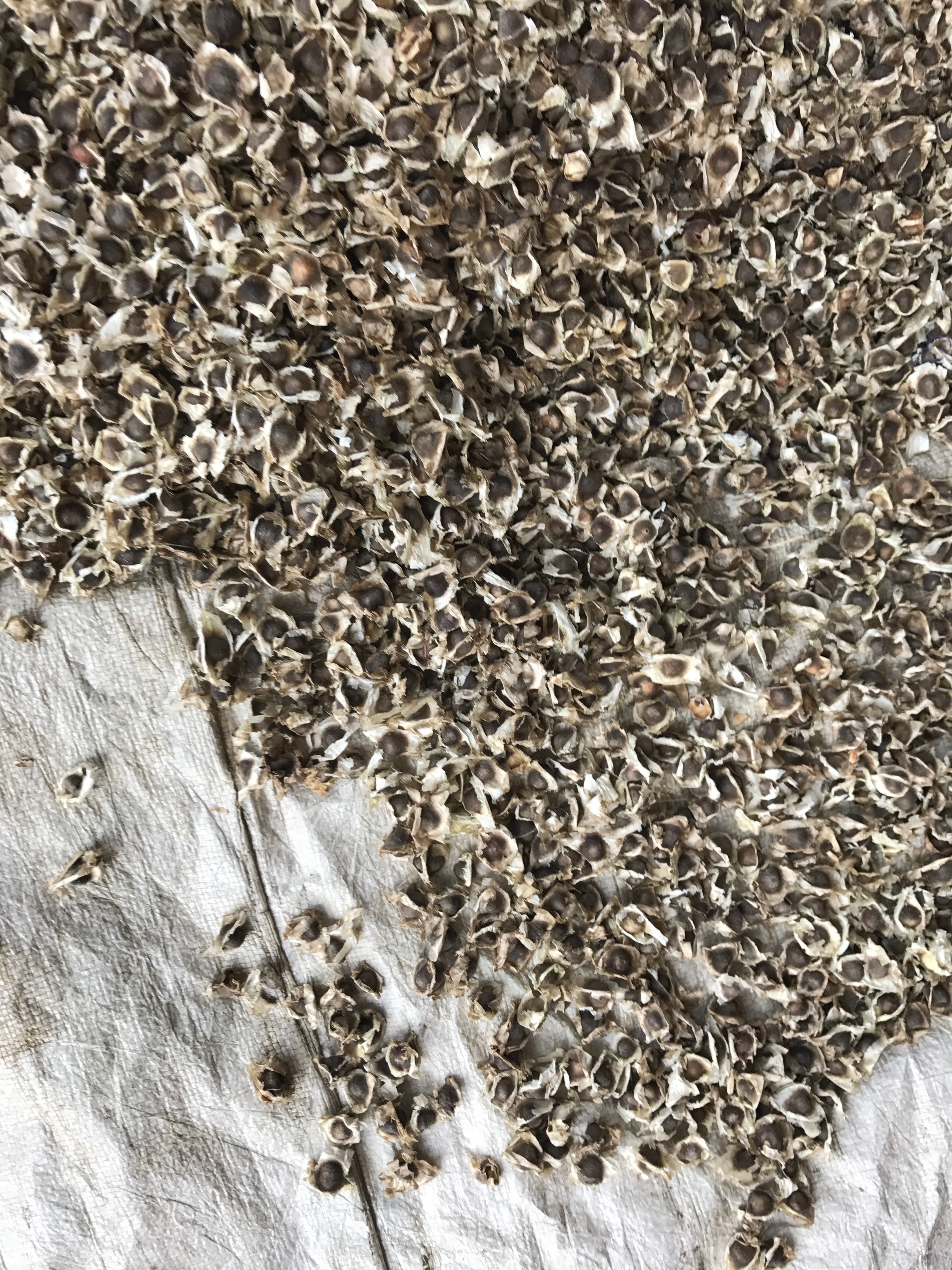 Organic Moringa Seeds With Wings Grade: A