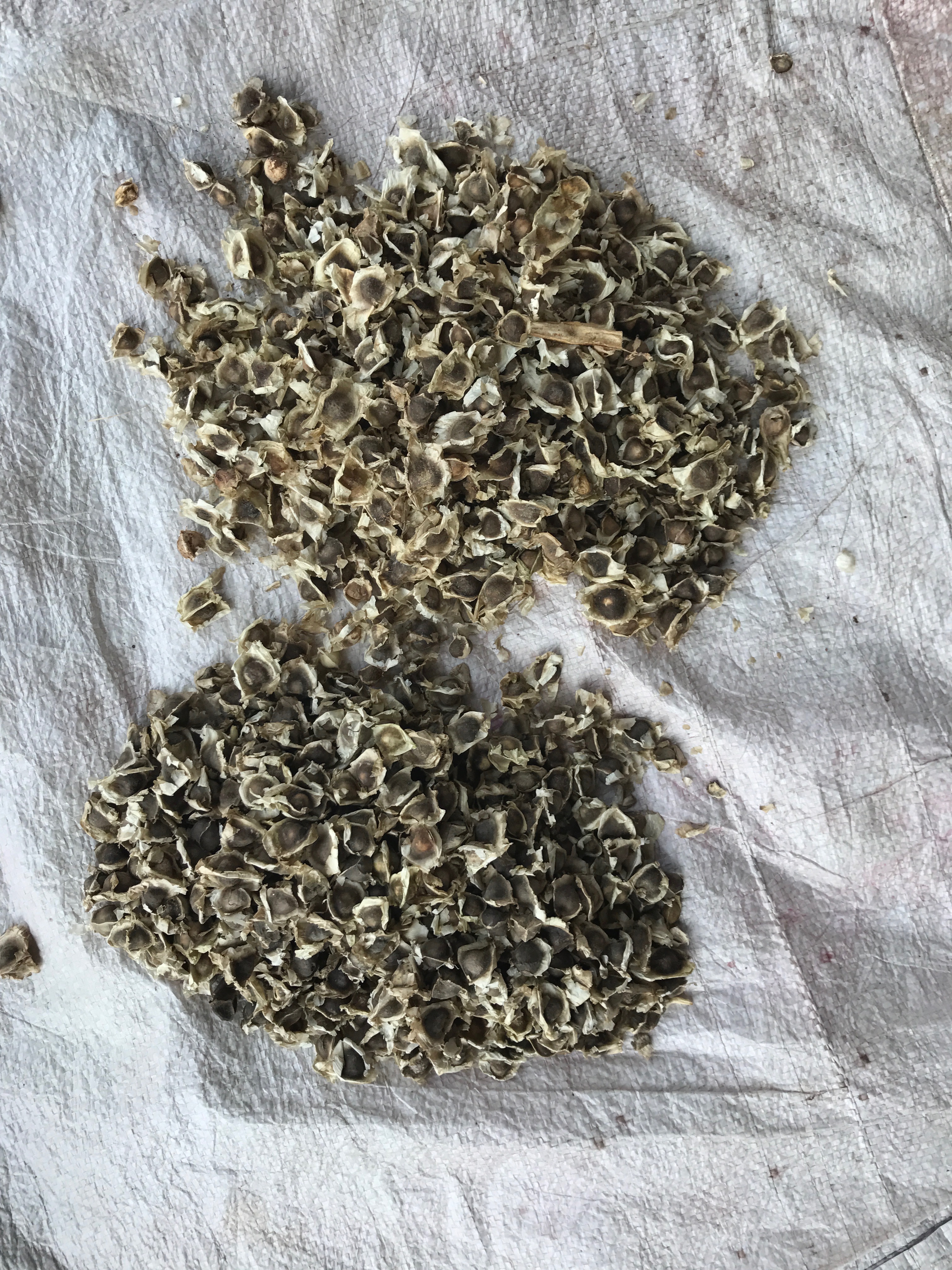 Organic Moringa Seeds With Wings Grade: A