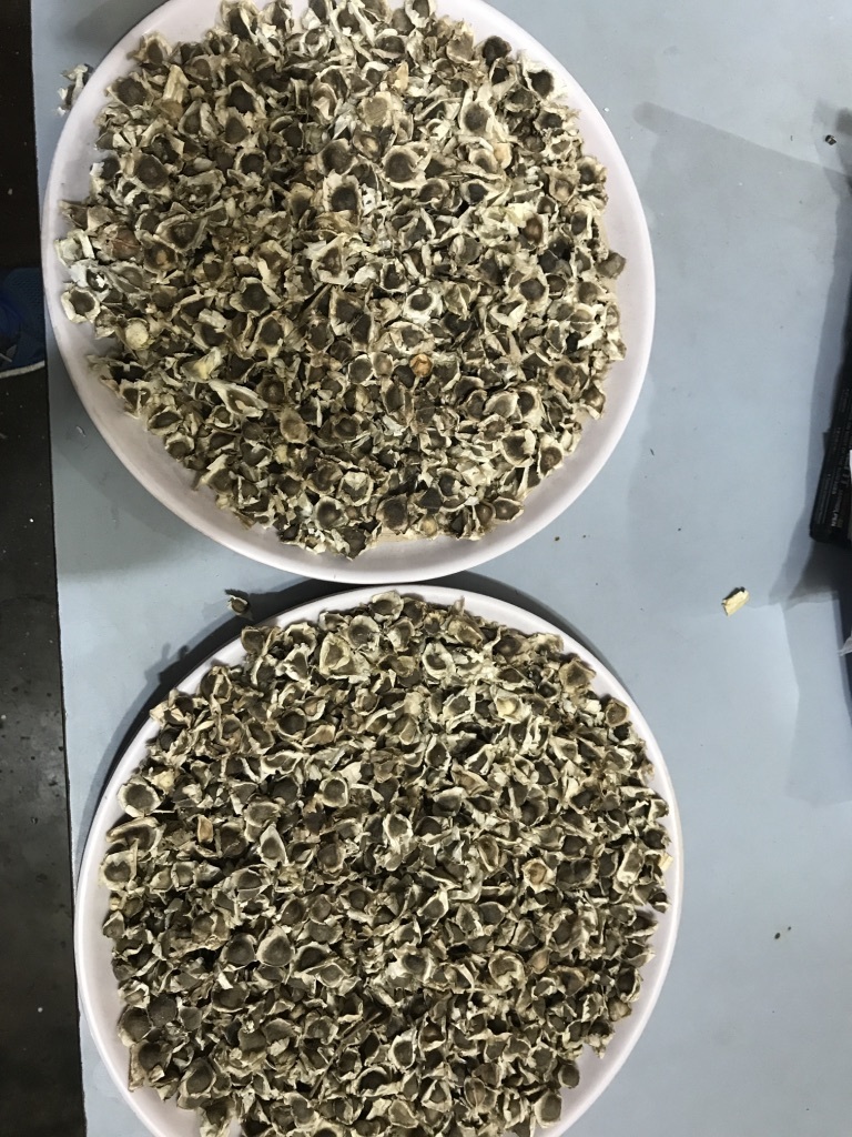 Organic Moringa Seeds With Wings Grade: A