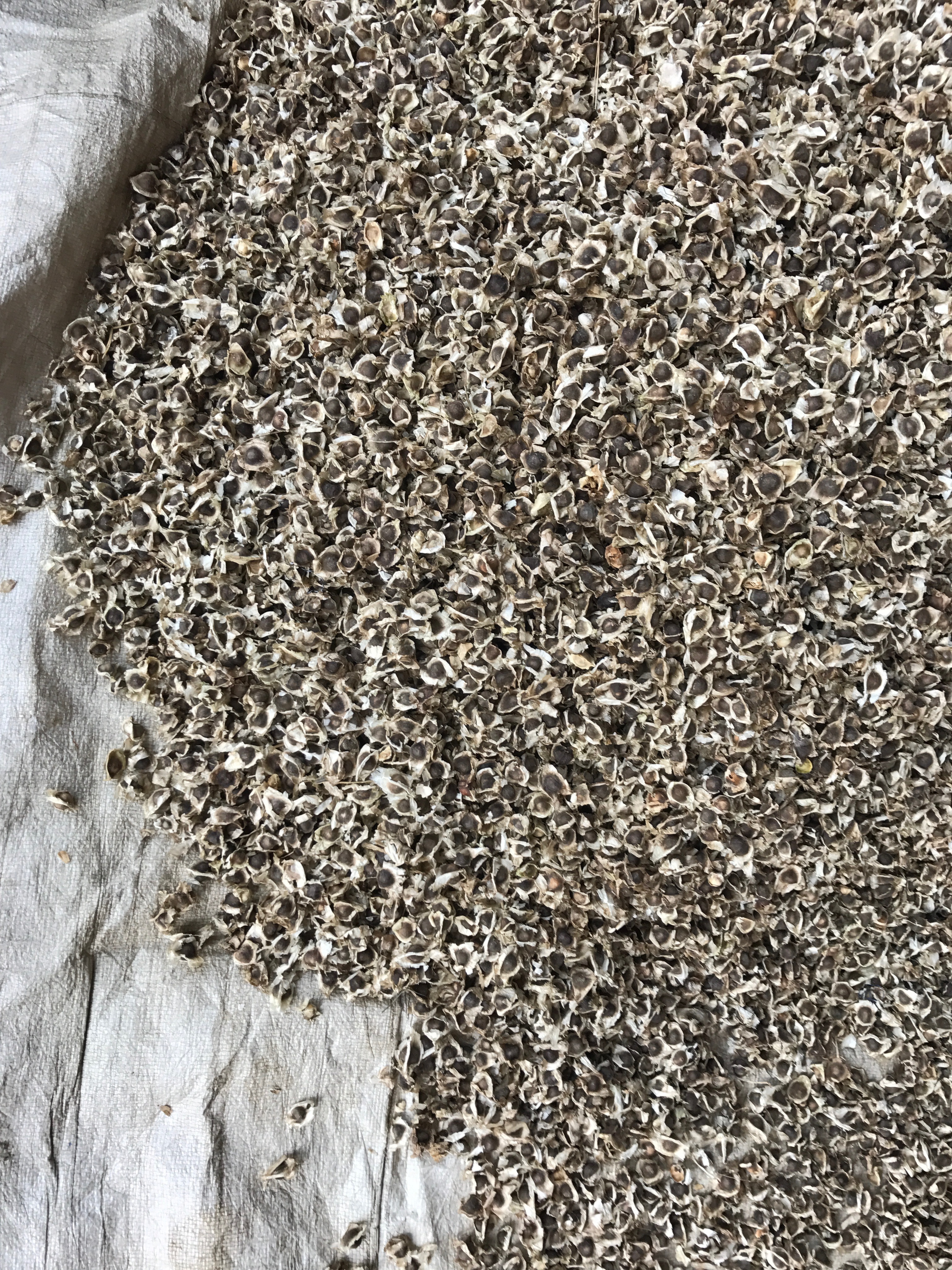 Organic Moringa Seeds With Wings Grade: A