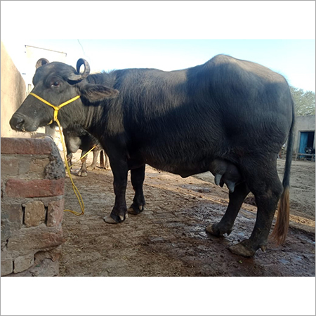 Pure Murrah Buffalo - Black, 400-800 kg | High Milk Yield, Strong Build, Female & Male Available, 310-Day Lactation Period, Known for Eye and Horn Features