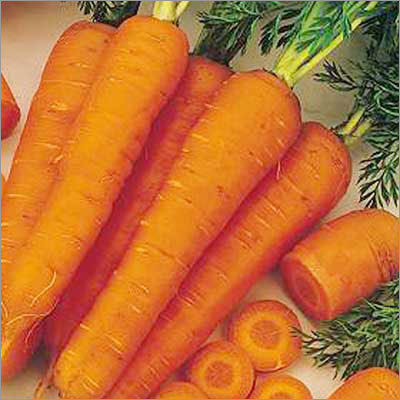 Carrot Seed Oil