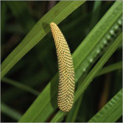 Calamus Root Oil