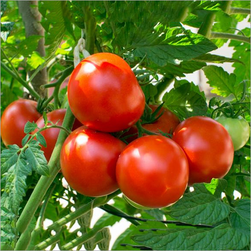 Fresh Tomato - Organic, Red, Natural | 1 Week Shelf Life, Fully Ripe, Raw Processing Form, Ideal for Pulp Industries Contract Cultivation