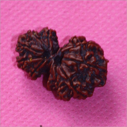 Gauri Shankar Rudraksha