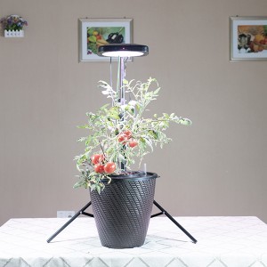 Abs Abel Growlight 80w