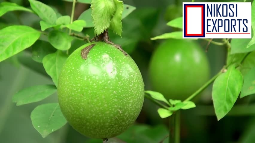 Brown Passion Fruit