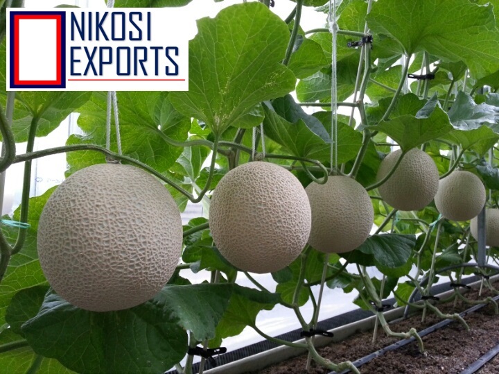 Honey Melon Origin: Tamilnadu