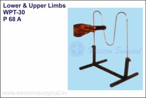 Lower & Upper Limbs