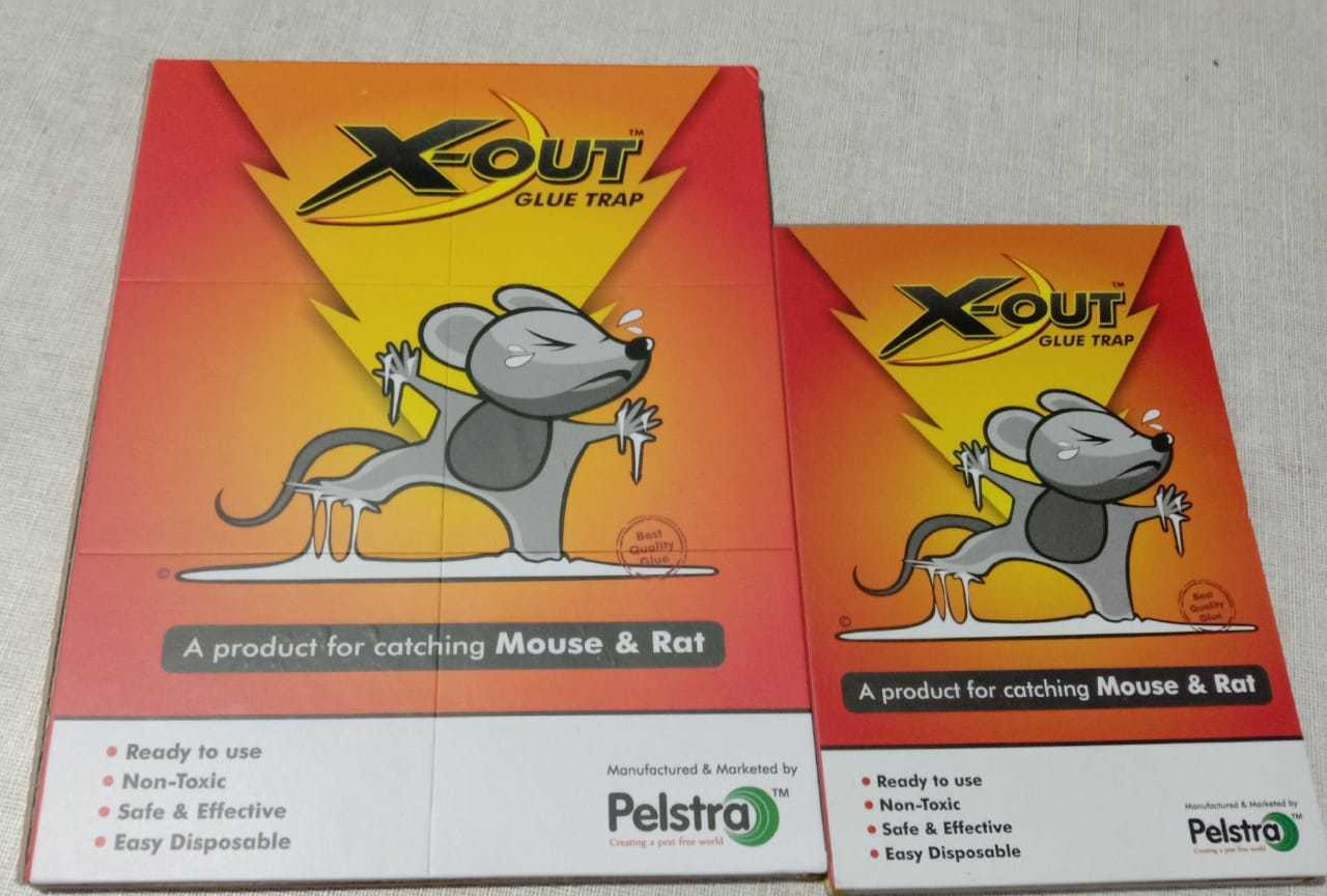 Mouse Glue Trap - Small Size - Feature: Disposable