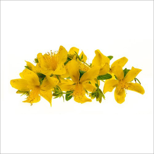 Dried St Johns Wort Hypericum Perforatum