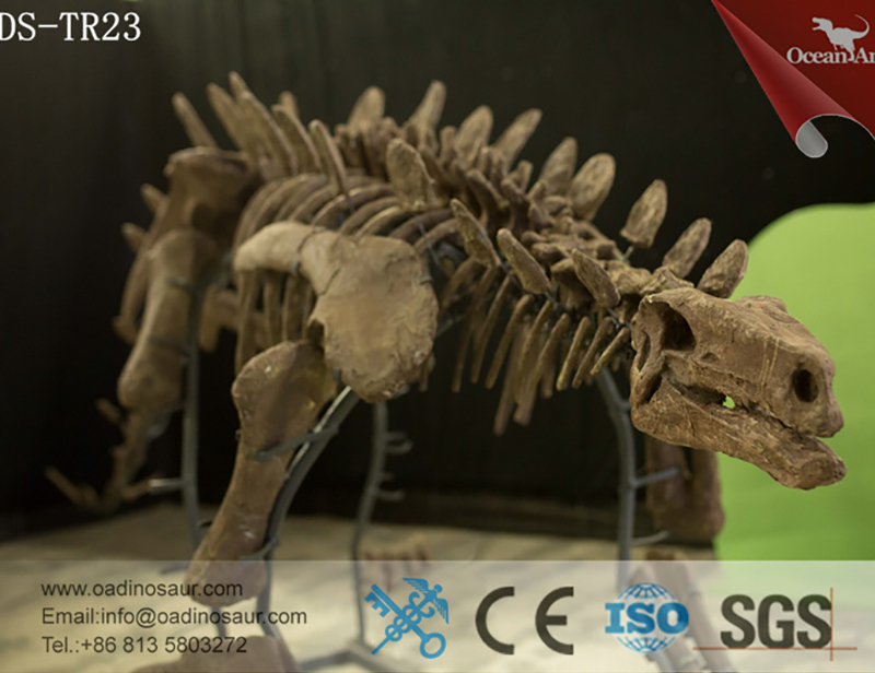 Dinosaur Skeleton - Fiberglass And Anti-rust Steel Frame, Off-white | Realistic Detailed Bones, Durable Frame, Easy Assembly, Educational Display