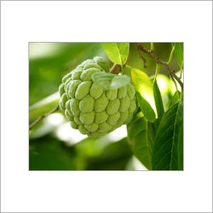 कस्टर्ड एप्पल पल्प