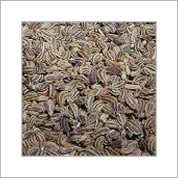 बिशप्स वीड