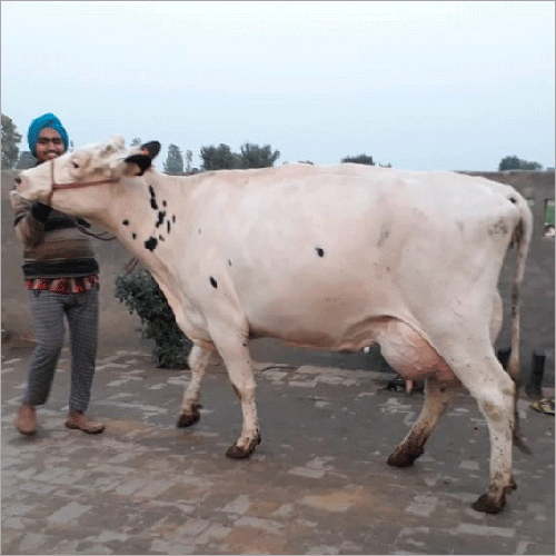 Hf White Cow - Gender: Female