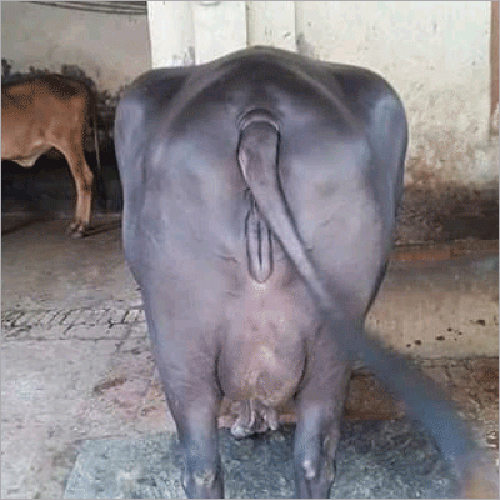 Pure Murrah Buffalo - Color: Black