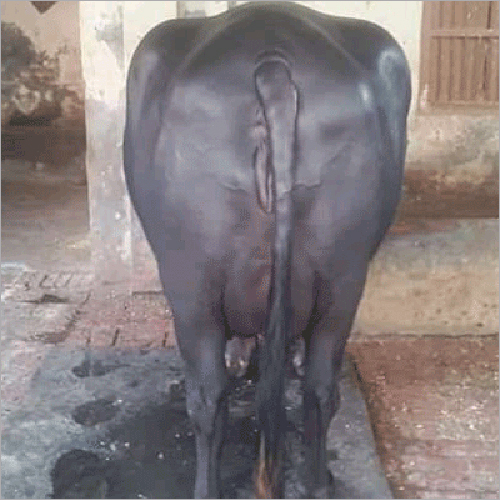 Pure Murrah Buffalo - Color: Black